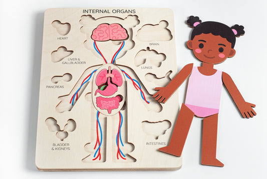 Learning human body Internal organs