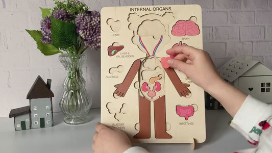 Learning human body Internal organs
